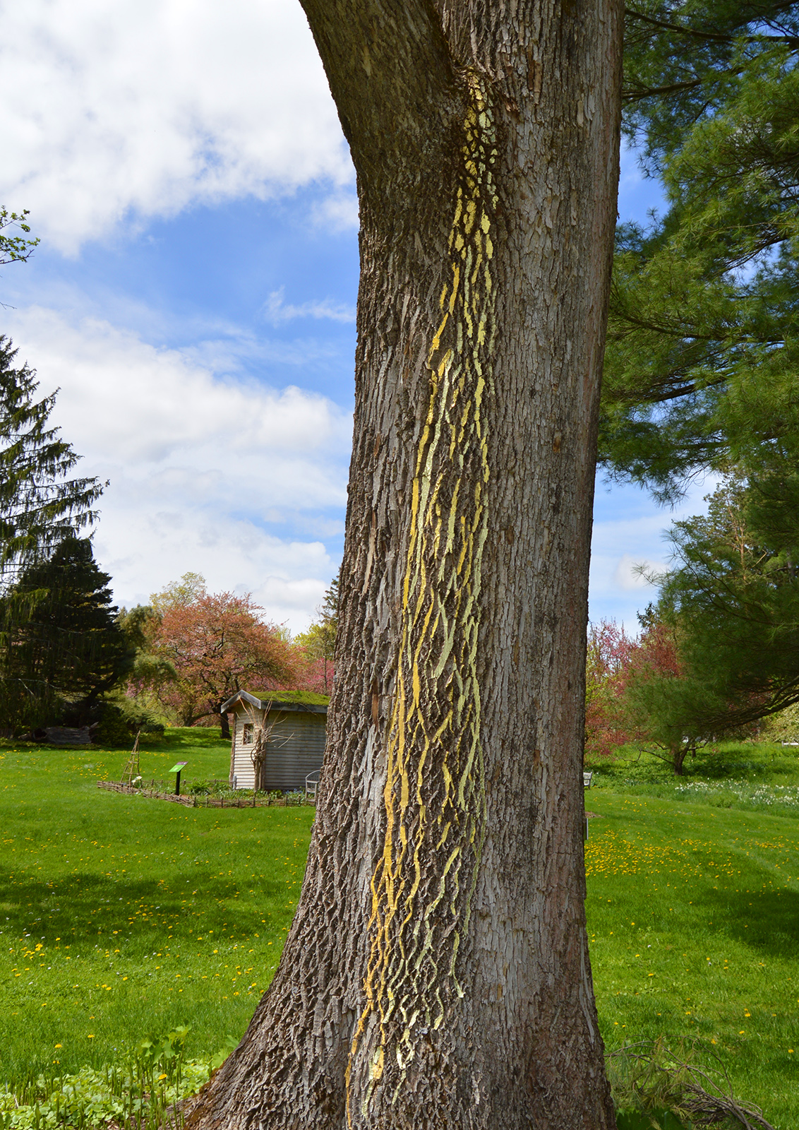 FOUND LINES, 2018 hand-applied 18-24K gold leaf on three separate trees